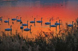 來約！萬只白天鵝在三門峽等你
